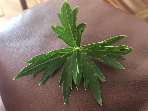 Can anyone identify this white plant please