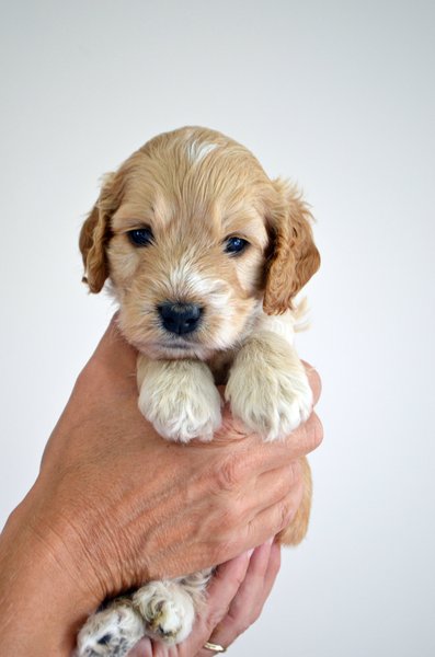 Advice needed on getting a puppy