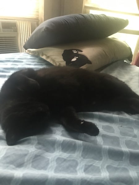 Happy Black Cats Appreciation day!