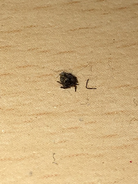 To think we can leave bed bugs here