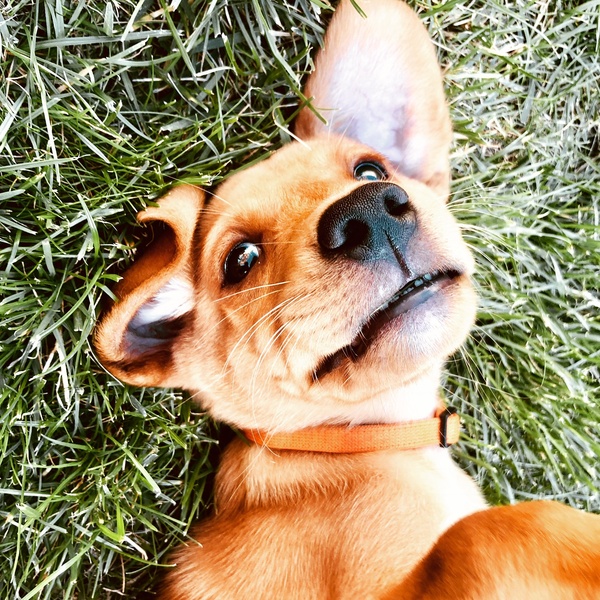 Puppy gone off his kibble