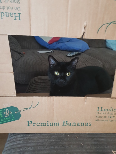 Happy Black Cats Appreciation day!