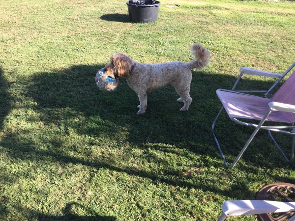 General Dog Chat Part III
