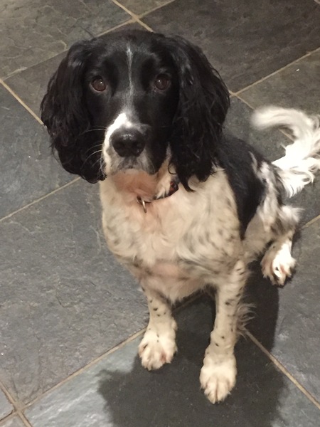 Springer spaniel owners