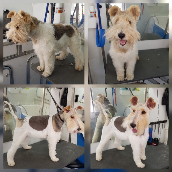 What a beautiful dog!
