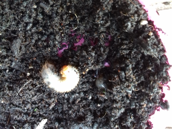 Wtf are these fat grubs?