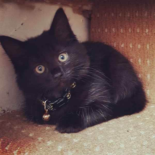 Female kitten name ideas please.