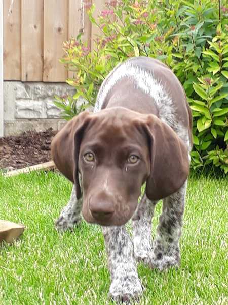 Name my pup? (I've included a photo)