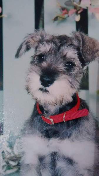 Advice needed on getting a puppy