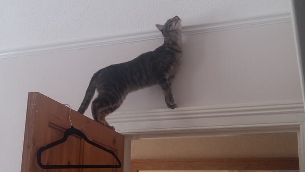 Biting, clawing, squeaky 1 and a half years old cat - what is going on with him?