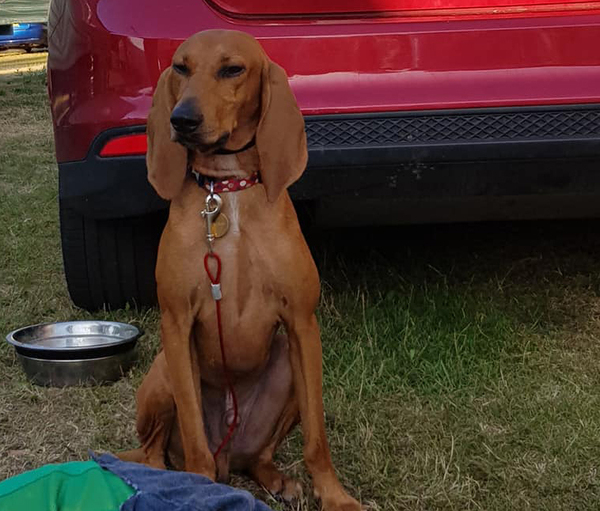 To think Mumsnet don’t approve of any dog?