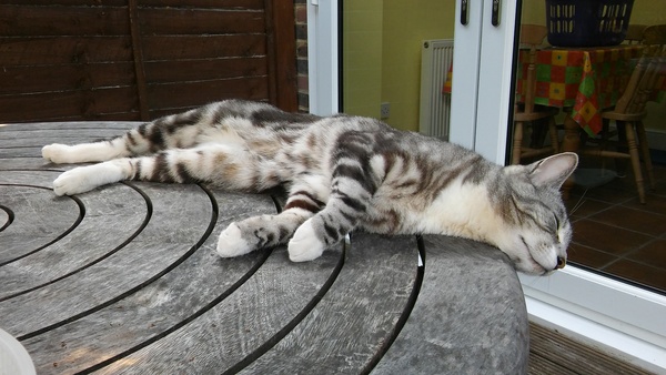 Happy International Cat Day!