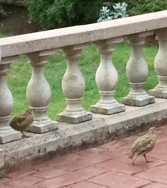 Swagger Inn 157 - Take me dancing naked in the rain.... I wish