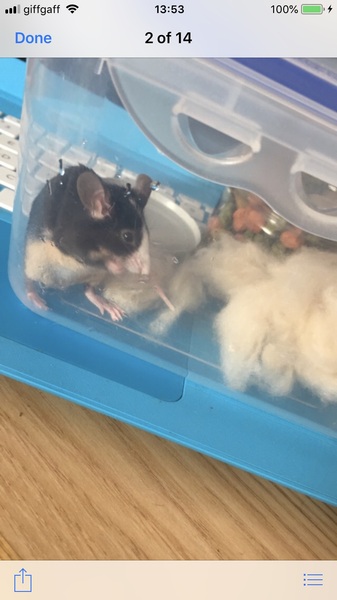 Anyone had a pet mouse. Advice needed