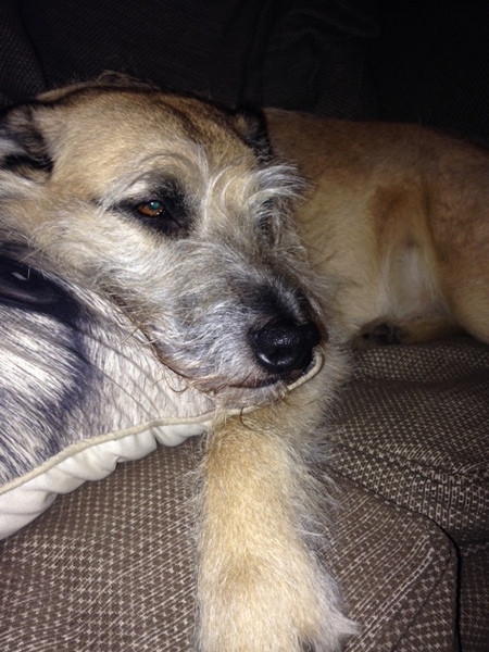 To think Mumsnet don’t approve of any dog?