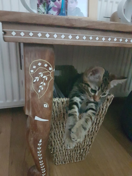 Tabby appreciation thread (with pics)