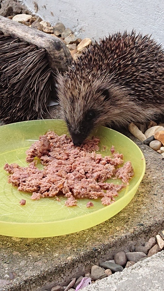 Injured hedgehog - help!