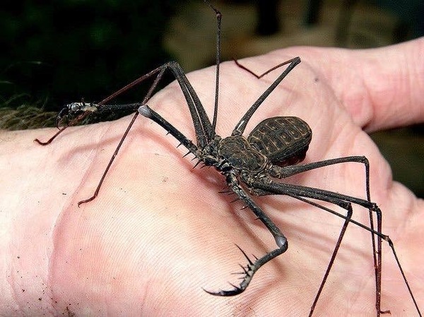 Giant Spider (no photo from me)