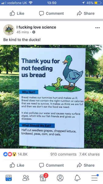 To think it's OK to feed bread to ducks/swans/geese