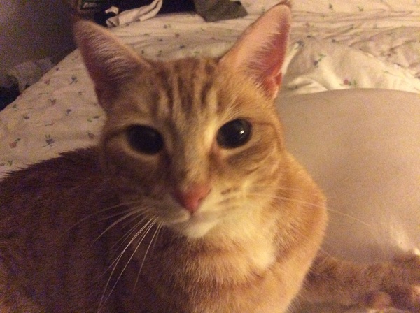 Names for cats