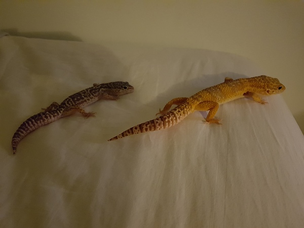 Reptiles/exotics anyone?