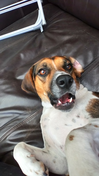 To ask on this dreary bank holiday Monday for your pet photos?