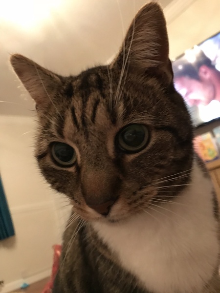 Tabby appreciation thread (with pics)