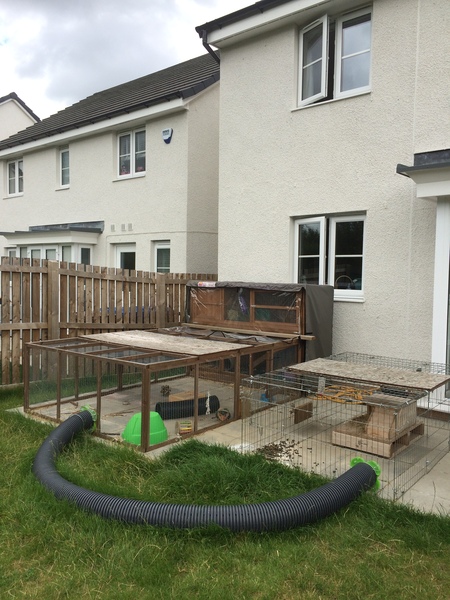 Show me your bunny set ups!