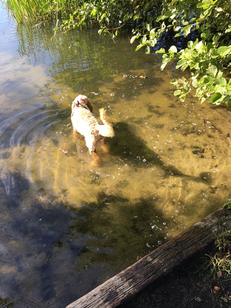 Cockapoo growth?