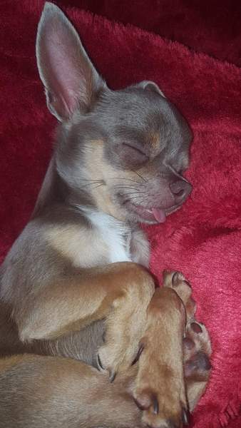 Advice needed on getting a puppy