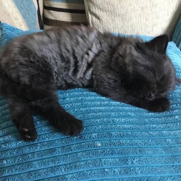 To think my new kitten is far too Cute?