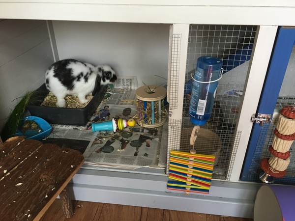 Show me your bunny set ups!