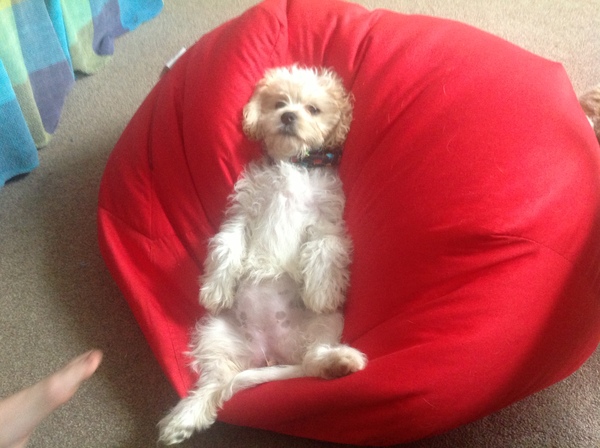 Aibu to get a puppy cavachon?