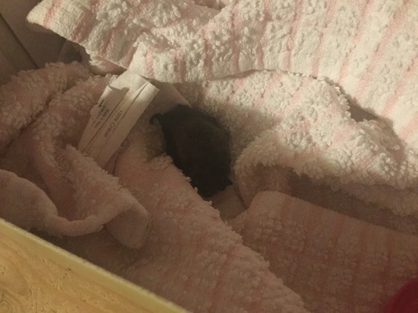 HELP. The cat caught a bat. It’s alive!