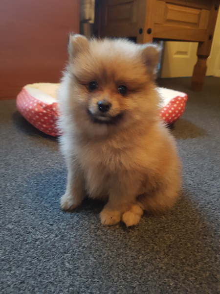 Help me name this ball of fluff!!!