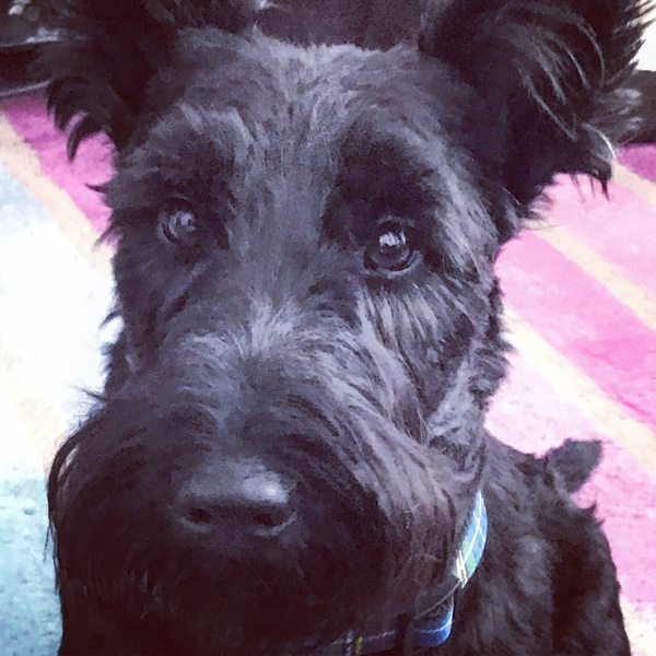 To think Mumsnet don’t approve of any dog?
