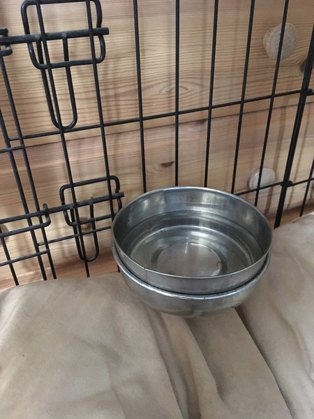 Does your dog have access to water during the night