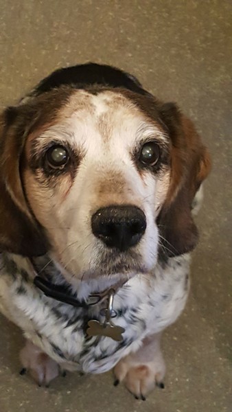 Beagle as a family pet?