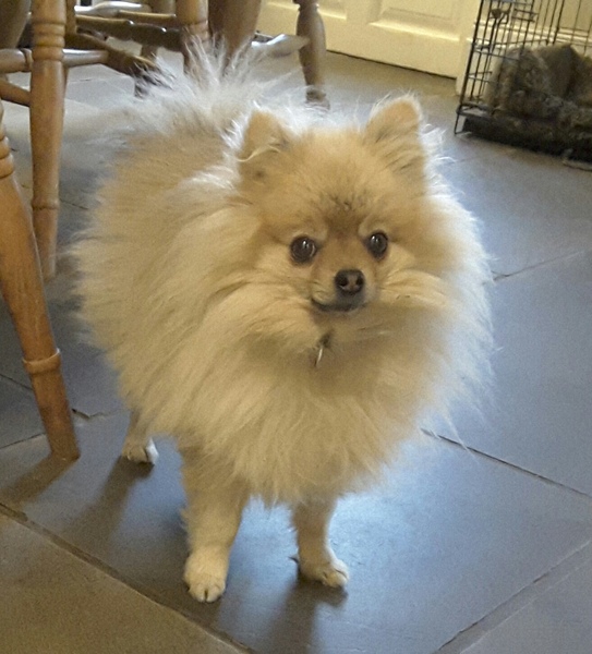 Pomeranian dog?? .