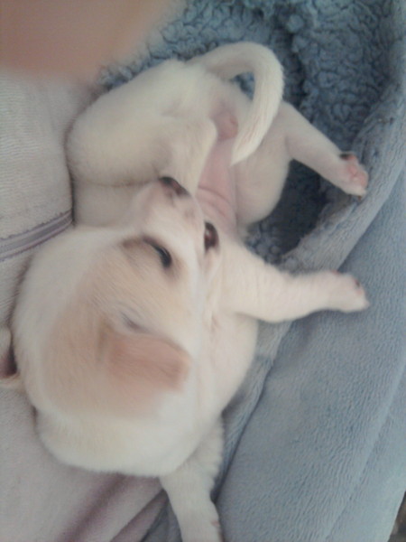 Is my dog the cutest??