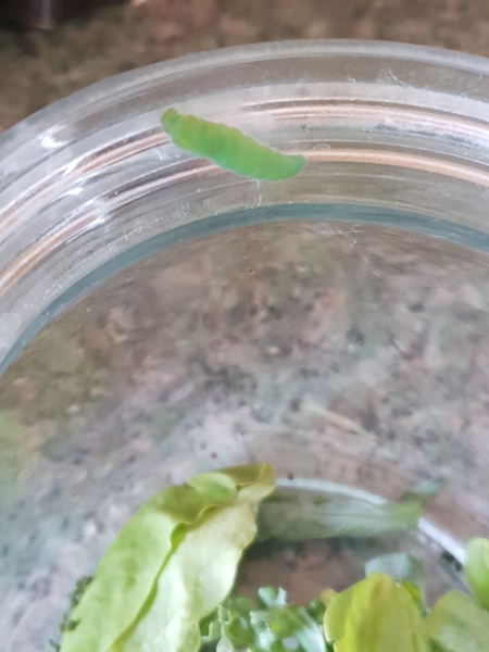 Caterpillar in broccoli