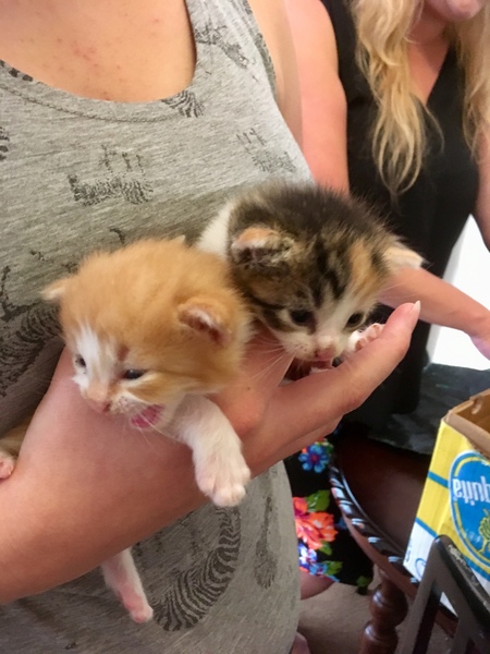 What's your DCat up to today? (Thread 7!)