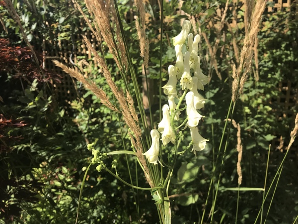 Can anyone identify this white plant please