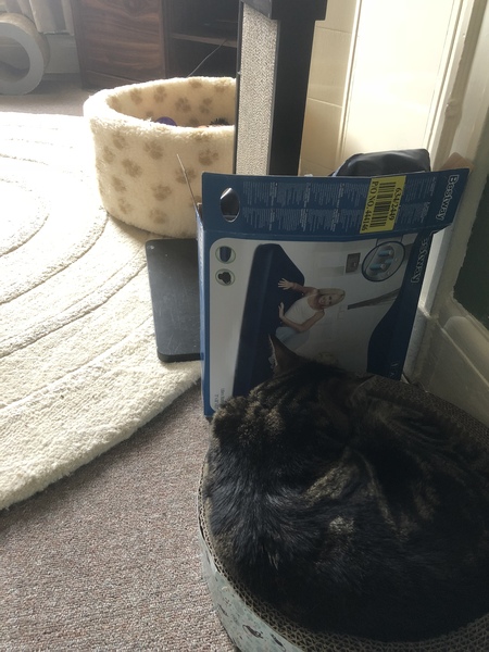 What's your DCat up to today? (Thread 7!)