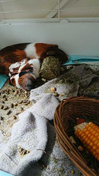 Adopting a pregnant guinea pig tomorrow!