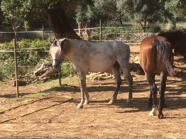 I went to view a horse today, can I have some advice please