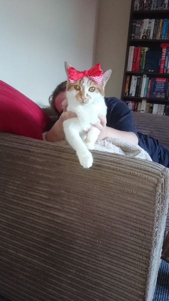 Happy International Cat Day!