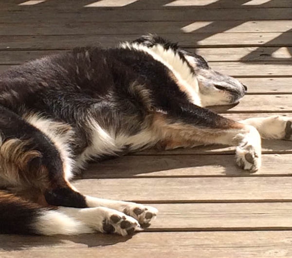 Please share your dog rescue/adoption success stories.