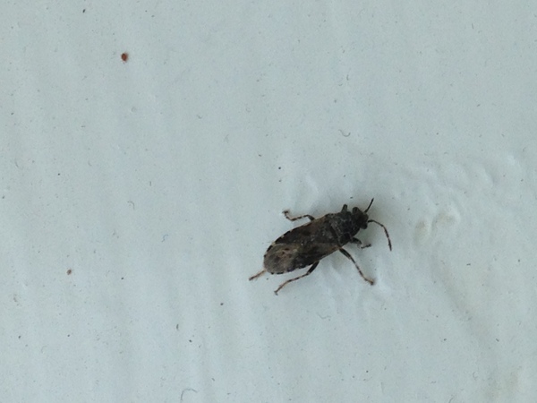 To ask for help to identify this insect - I'm freaking out!