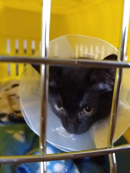 What's your DCat up to today? (Thread 7!)